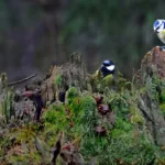 Talitiaiset ja sinitiainen - Kuva Esa Mälkönen