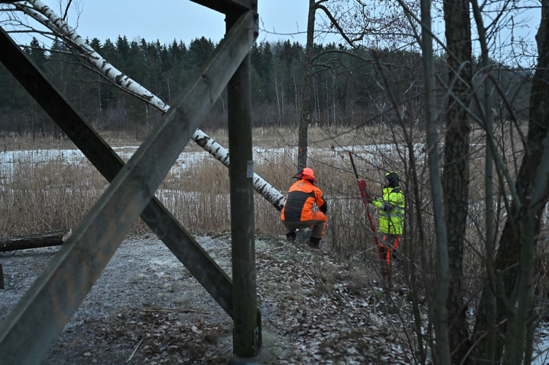 Harkittua puunkaatoa. Kuva Tommi Heinonen