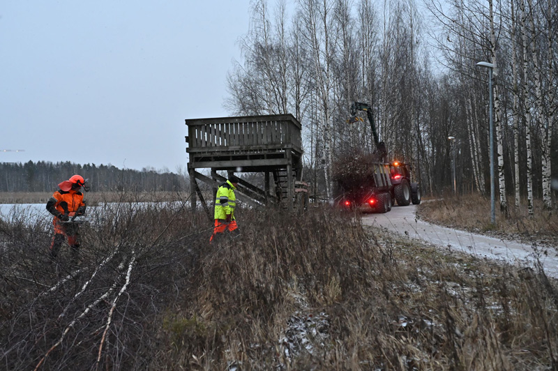 Harkittua raivausta. Kuva Tommi Heinonen