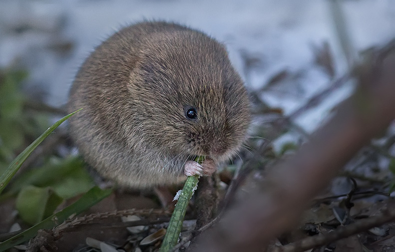 "Äiti kato marsu" - ei vaan peltomyyrä - Kuva: Esa Mälkönen