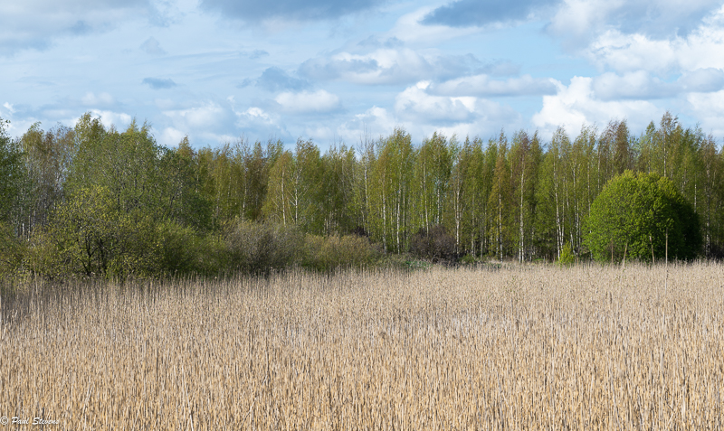 Puut vihertyvät - kuva Paul Stevens